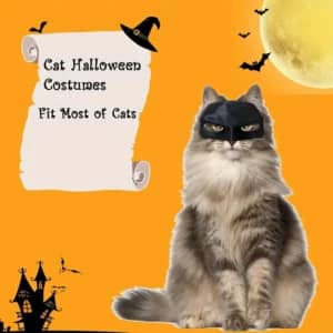 Katten kostuum