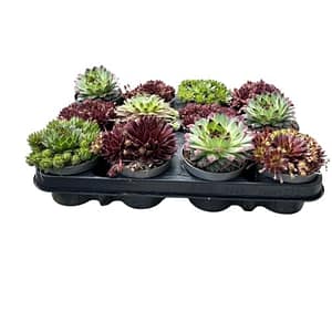 Sempervivum Winterharde vetplanten, onderhoudsvriendelijke kamer- en tuinplanten in set, veelzijdige huiswortel voor binnen en buiten (12)