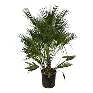 Trendyplants - Chamaerops Humilis - Hoogte 150-170 cm - Europese Dwergpalm - Winterhard - Tuinplant - Potmaat Γ28cm