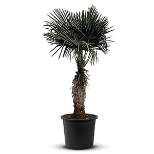 Tropictrees Trachycarpus Fortunei Henneppalm, winterbescherming met een stamhoogte van 80-100 cm, hoogte 190 cm, gele en groene bladeren, winterbescherming, palm voor binnen en buiten